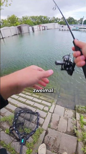 So fängst du als Anfänger Barsche. Mit dem PERCH GO KIT (inklusive Carolina Rig) in Minuten ready