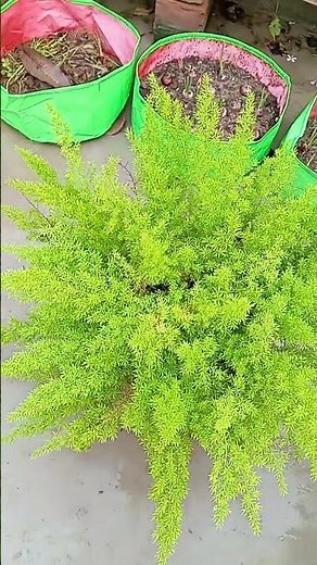 How to grow foxtail fern and propagation tips