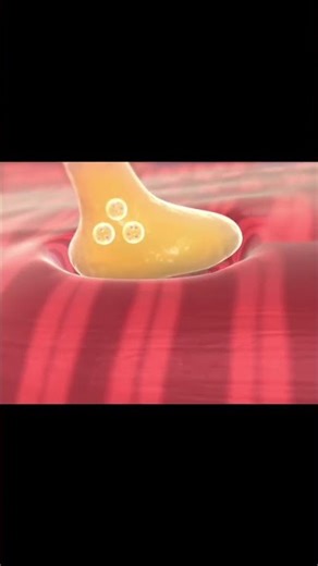 Sliding Filament Theory: The explanation for how muscles contract.