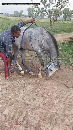 Epic Equestrian Compilation: Training, Gallops & Scenic Rides 🐎🔥 #Shorts