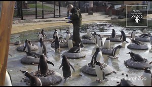 25K views · 1.4K reactions | Penguin breeding season update - the...