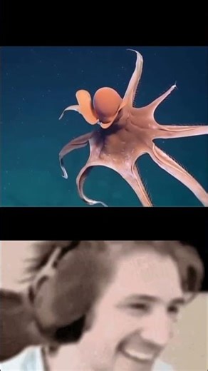 Octopus triples it’s size in seconds #shorts #ytshorts #octopus #ocean #nature