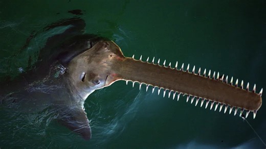 This theory on the origin of teeth is hard to forget