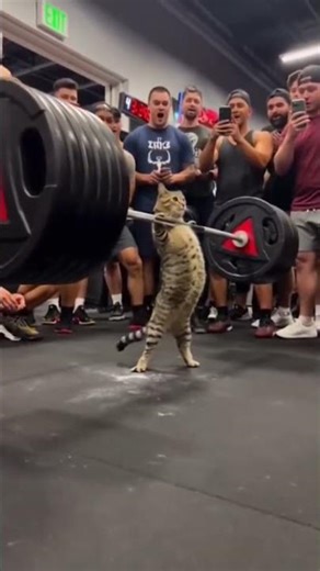 Can a Cat Lift Weights? You Won’t Believe What Happens Next