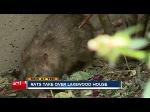 Rat-infested House