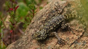 Emerald swift or green spiny lizard - Sceloporus malachiticus, species of small lizard in the Phrynosomatidae family, native to Central America, lying on the stone or wood, green tail.