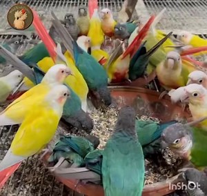 266 reactions · 15 shares | A large farm of various breeds of conure...
