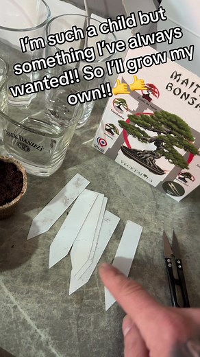 How to Grow Your Own Bonsai Tree at Home