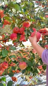 Gently harvesting ripe apples from a lush, sunlit orchard tree