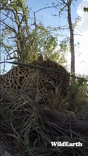 Watch this leopard eat!
