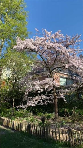 Spring 2026 VIDPT1 #charcharoot #nature #flowers #spring #europe #ofw