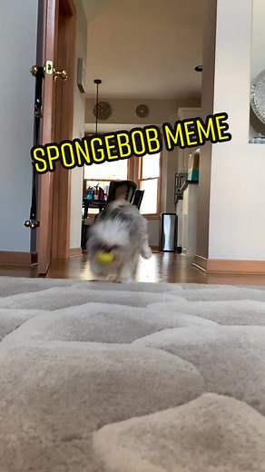 Chloe's Funny Moment with a SpongeBob Meme