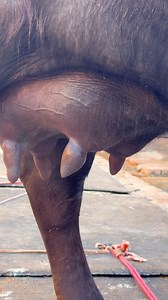 23K views · 432 reactions | Khoobsurti  | Cattle Farming India | Facebook