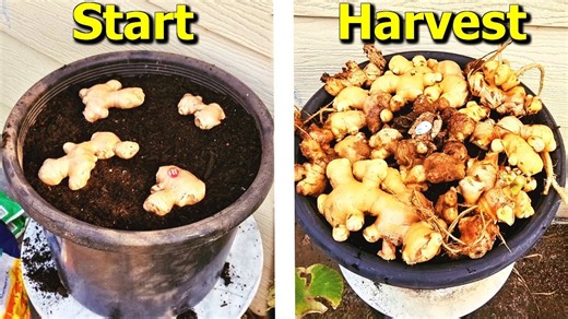 How to grow ginger in containers: Easy steps from store-bought to harvest!