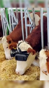 1.3K views · 11 reactions | Cows Using VR Headsets  #cattlefarm #VirtualRealityExperience | Wholesome Dose | Facebook