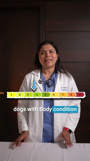 Muscle Condition Score (MCS) in Dogs Explained | Detect Muscle Loss Early