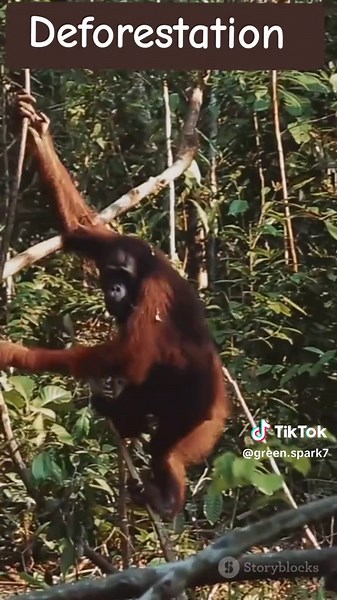 Deforestation: The Hidden Impact on Our World