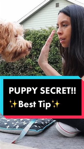 Puppy Training: Effective Tips for Redirecting Barking Behavior