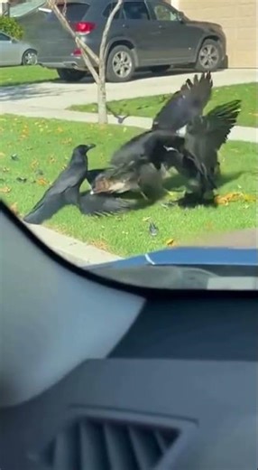 Crows attack hawk to save their friend