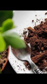 Using Coffee Grounds as Organic Fertilizer