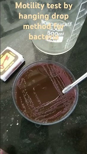 Motility test by hanging drop method for bacteria.#bacteria #microbiology