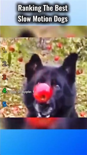 slow mode dog moments