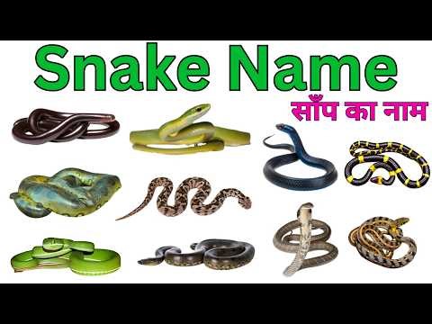 20 Colour Snake Names in Hindi & English | 20 रंग-बिरंगे साँपों के नाम | Learn Snake Names 🐍