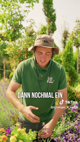 Mückenfrei durch natürliche Pflanzen – der perfekte Sommer