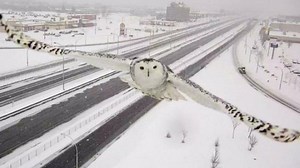 Snowy owl in flight up close