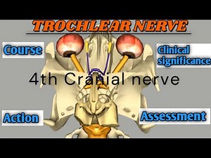 Cranial Nerves Anatomy: Trochlear Nerve