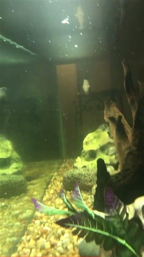 My Fish Plays Tag Like a Puppy?!