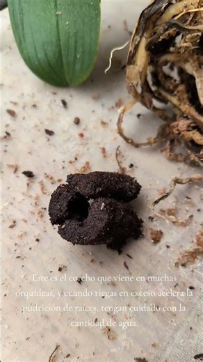 #mantenimientoorquideas #mantenimientodeorquídeas #orquídeas #orquideasamazon #limaperú #orchids