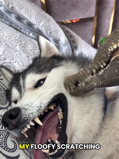 Part 3 : Crocodile snatching husky pink horse and scratching belly comedy on bed 🤣 #husky #dogsoftiktok #siberianhusky #dog #huskylove