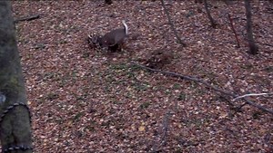 84K views · 1.4K reactions | Chad grinds it out in Wisconsin and catches up to a great buck just as the rut kicks off. HD ✅ | Brightness & Volume ⬆️ | The Breaking Point | Facebook