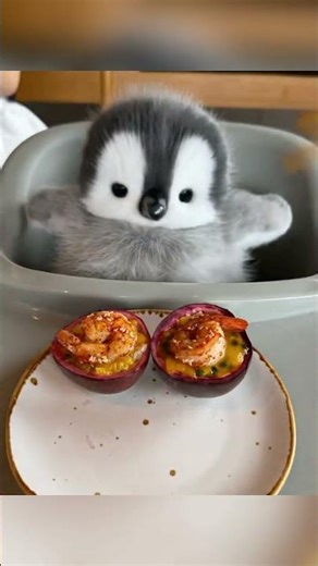 🐧:Contact me via Messenger for more fan benefits❤ #cute #penguin #adorable #fluffy #pets #tiny