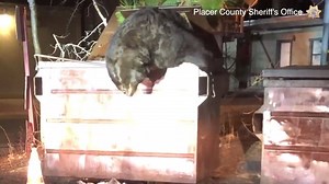 59K views · 1.1K reactions | From the Placer County Sheriff's Office:...