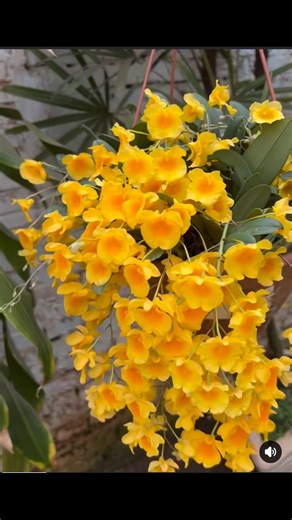 Hermoso Dendrobium aggregatum de Orquidario Maripá😍💛😍🧡 #plantas #love #motivation #coffee #inspiration | Orquídeas mexicanas: descripcion y manejo