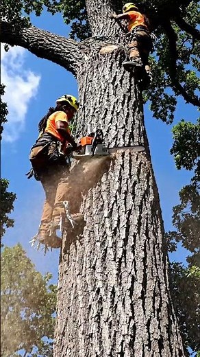 5 Critical Mistakes to Avoid When Cutting Down Trees Near Power Lines