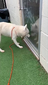 4.4K views · 83 reactions | K4 - Midland Texas Animal Shelter Camilo...