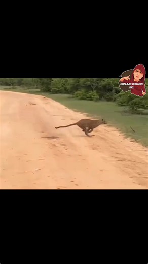 Corre corre | Doblaje Quillero Oficial