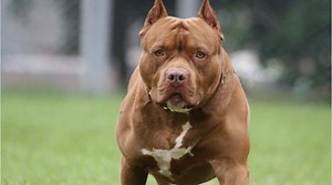 Woman killed in brutal dog attack