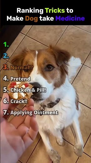Ranking Tricks to Make Dogs Take Their Medicine 🐶💊