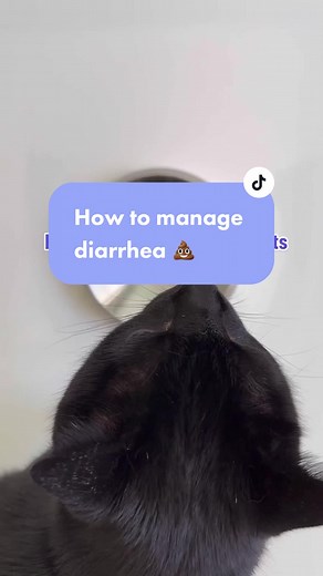 Cat Health Tips: Diarrhea Treatment and Nutrition Guide