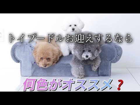 【トイプードルカラーどれ選ぶ？】毛色と性格は？/何色が一番人気？