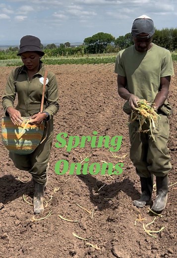 Planting spring Onions #LetsGrowTogether