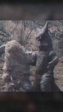 Kaiju Redemption Arc? Redman Vs. Gomora & Woo Again -- Redman Ep. 21 Analysis #ultraman #kaiju