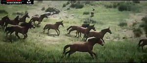 Horses - Red Dead Redemption 2 - Mule herd