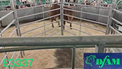 3.6K views · 26 reactions | Cattle highlights from today | Darlington Farmers Auction Mart | Facebook