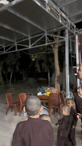 152K views · 5.8K reactions | “Nhà cháu phóng sinh mấy con chim, tưởng bay đi luôn… ai ngờ ban ngày đi kiếm ăn, tối lại bay về ngủ trên mái chùa. Hóa ra nơi có bình yên, thì dù là chim cũng tìm đường quay lại.” #thichgiactam #chuacamla | Thích Giác Tâm | Facebook