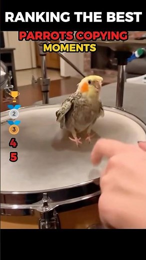 Ranking the best Parrots copying moments (part 1) #funny #shorts
